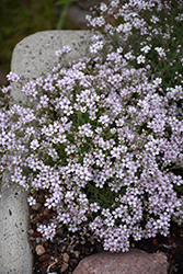 Pixie Splash Alpine Baby's Breath (Gypsophila cerastioides 'Pixie Splash') at Green Thumb Garden Centre
