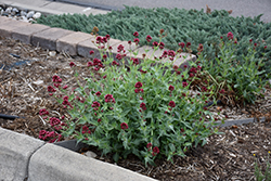 Red Valerian (Centranthus ruber) at Green Thumb Garden Centre