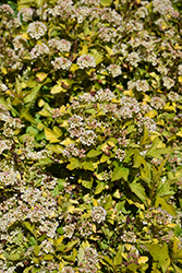 Raspberry Lemonade Ninebark (Physocarpus opulifolius 'ZLEYel2') at Green Thumb Garden Centre