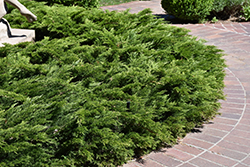 Calgary Carpet Juniper (Juniperus sabina 'Calgary Carpet') at Green Thumb Garden Centre
