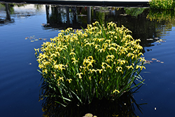 Yellow Flag Iris (Iris pseudacorus) at Green Thumb Garden Centre