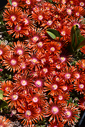 Red Mountain Flame Ice Plant (Delosperma 'PWWG02S') at Green Thumb Garden Centre