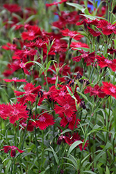 Rockin' Red Pinks (Dianthus 'PAS1141436') at Green Thumb Garden Centre