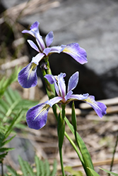 Blue Flag Iris (Iris versicolor) at Green Thumb Garden Centre