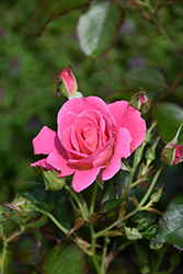 Aurora Borealis Rose (Rosa 'VLR002') at Green Thumb Garden Centre