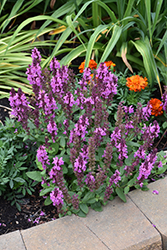 Rose Marvel Meadow Sage (Salvia nemorosa 'Rose Marvel') at Green Thumb Garden Centre