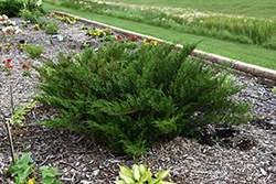 Savin Juniper (Juniperus sabina) at Green Thumb Garden Centre
