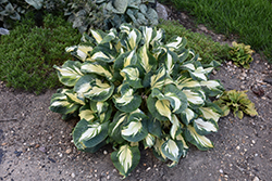 Hans Hosta (Hosta 'Hans') at Green Thumb Garden Centre