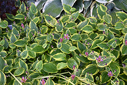 Autumn Glow Toad Lily (Tricyrtis formosana 'Autumn Glow') at Green Thumb Garden Centre