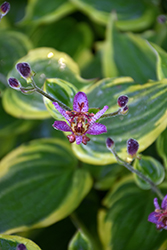 Autumn Glow Toad Lily (Tricyrtis formosana 'Autumn Glow') at Green Thumb Garden Centre