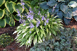Curly Fries Hosta (Hosta 'Curly Fries') at Green Thumb Garden Centre