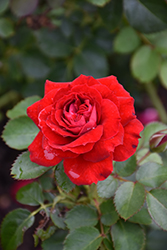 Canadian Shield Rose (Rosa 'CCA576') at Green Thumb Garden Centre