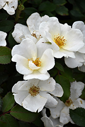 White Knock Out Rose (Rosa 'Radwhite') at Green Thumb Garden Centre