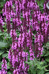 Rose Marvel Meadow Sage (Salvia nemorosa 'Rose Marvel') at Green Thumb Garden Centre