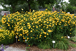 Burning Hearts False Sunflower (Heliopsis helianthoides 'Burning Hearts') at Green Thumb Garden Centre