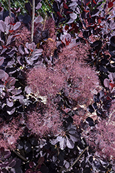 Velveteeny Purple Smokebush (Cotinus coggygria 'Cotsidh5') at Green Thumb Garden Centre