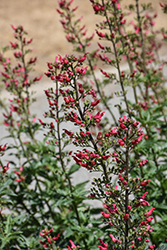 Red Birds In A Tree (Scrophularia macrantha) at Green Thumb Garden Centre