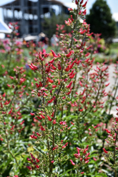 Red Birds In A Tree (Scrophularia macrantha) at Green Thumb Garden Centre