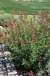 Red Birds In A Tree (Scrophularia macrantha) at Green Thumb Garden Centre