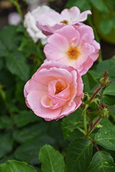 Peachy Knock Out Rose (Rosa 'Radgor') at Green Thumb Garden Centre