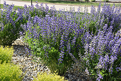 Blue Wild Indigo (Baptisia australis) at Green Thumb Garden Centre