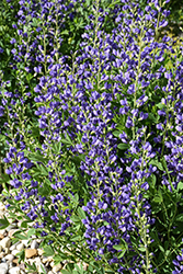 Blue Wild Indigo (Baptisia australis) at Green Thumb Garden Centre