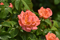 Orange Glow Knock Out Rose (Rosa 'Radslam') at Green Thumb Garden Centre