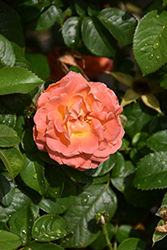 Orange Glow Knock Out Rose (Rosa 'Radslam') at Green Thumb Garden Centre